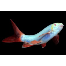 Лабео Синий GLO Fish
