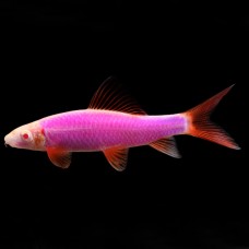 Лабео Фиолетовый GLO Fish
