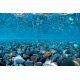 Фон для аквариума двухсторонний 30см Горная река- Зелёное море