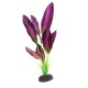 Шелковое растение Эхинодорус зелёно фиолетовый 30см